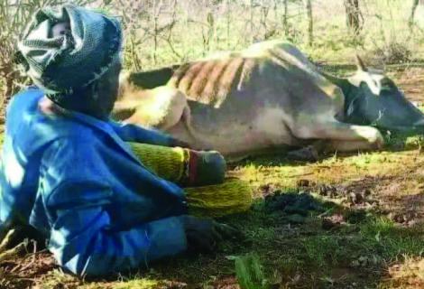 A Borana Man Witnessing his ox dying of drought