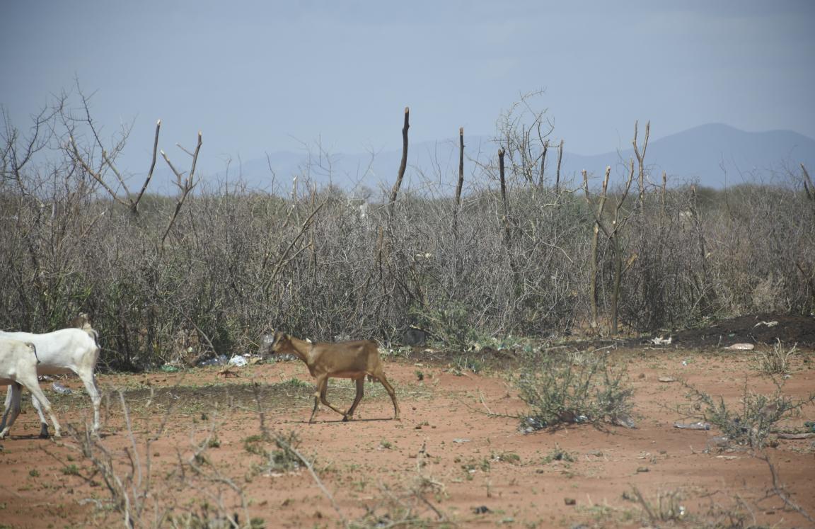 Drought Affected Borena Field