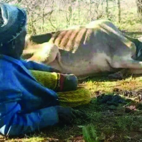 A Borana Man Witnessing his ox dying of drought