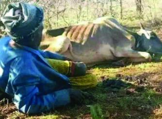A Borana Man Witnessing his ox dying of drought